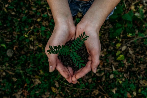 A plant being held carefully by a person